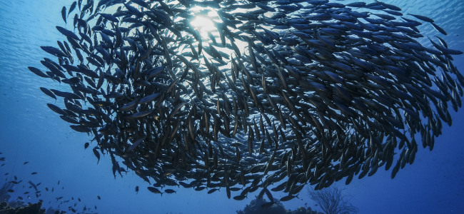 Cardumen de peces nadando en aguas profundas, creando un patrón fascinante de movimiento bajo la luz del sol